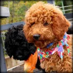 Kents Hill Australian Labradoodles Customer Service Phone, Email, Contacts