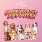 Forever Love Puppies And Grooming Customer Service Phone, Email, Contacts