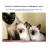 Orecatay Traditional Siamese and Balinese Cattery reviews, listed as Starlite Rags