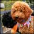 Kents Hill Australian Labradoodles reviews, listed as Apex Pomskies