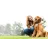 Pets Best Insurance Services reviews, listed as National Adjustment Bureau
