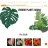 VooDoo Plants Hawaii reviews, listed as Nature Hills Nursery