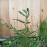 Fast Growing Trees - leland cypress and crepe/crape myrtle case#230862