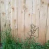 Fast Growing Trees - leland cypress and crepe/crape myrtle case#230862
