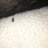 Red Roof Inn - bed bugs