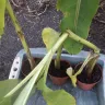 Gardening Express - Damaged plants
