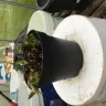 Gardening Express - Helleborus "winter bells"