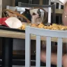 Chick-fil-A - dogs allowed in restaurant