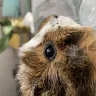 PetSmart - guinea pig