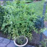 Publishers Clearing House / PCH.com - Big boy tomato plants
