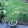 Publishers Clearing House / PCH.com - Big boy tomato plants