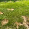 TruGreen - Terrible service - grubs have eaten my grass and they won't respond in a timely manner which is causing further damage to my lawn.