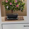 1-800-Flowers.com - Azalea bonsai large w/windchime