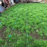 Scotts.com - Turf builder sun and shade grass seed, turf builder lawn food, turf builder weed and feed