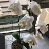 Gift Blooms - Bad quality product and not solutions provided