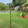 Fast Growing Trees - Haas Avocado tree