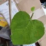 Nursery Murah On9 - A wrong variety of fig plant with no id