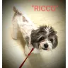 PetSmart - Grooming my dog Ricco