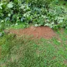 Asplundh Tree Expert - Duke power sent them to trim trees. Horrible job and destroyed my garden