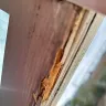 Andersen Windows & Doors - Bottom sash rotting