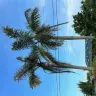 Florida Power & Light [FPL] - My butchered palm trees