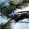 Florida Power & Light [FPL] - My butchered palm trees