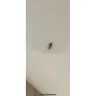 Subway - Cockroach in restaurant