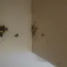 PadSplit - Mice infested Padsplit