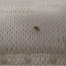 Mattress Firm - bed bugs in my mattress