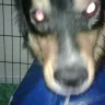 Petco - Petco injured dog, required surgery