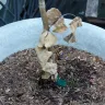 Fast Growing Trees - Received a dead stick as a tree