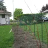 Fast Growing Trees - Poor Quality