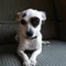 Banfield Pet Hospital - mistreatment and death of my chihuahua