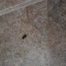 Whirlpool - roach infestation