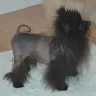 Facebook - Pomeranian puppy