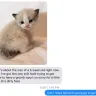Red Mountain Ragdolls - Unethical breeder full of lies!