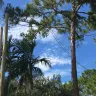 Florida Power & Light [FPL] - dangling power lines & frayed connections