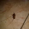 RIU Hotels & Resorts - disgusted by cockroach in the room. ref rnt2dnwa