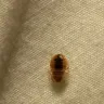 Days Inn - bed bugs