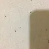 Best Western International - a lots of bugs in the room and bath in bestwestern amazon hotel