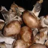 Dollar General - mushrooms/ management