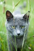 Want to Own More Than 3 Cats? Get a License