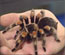Facing Phobia Can Scare It Out of Your Brain