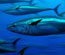 Radioactive bluefin tuna crossed the Pacific to US