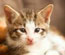 Americans Spend $61 Billion on Pets Annually