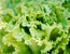 Lettuce From California's Salinas Valley Recalled