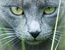 Want to Own More Than 3 Cats? Get a License
