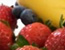 McDonald&rsquo;s Cancels Smoothie Giveaway
