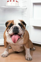 Pet food company agrees to settlement