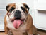 Pet food company agrees to settlement